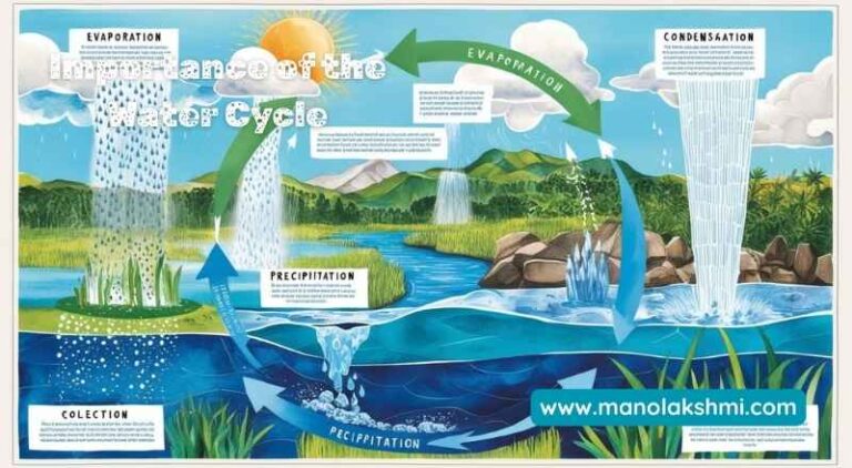 Water Cycle Explained: The Lifeblood of Our Planet - Mano Lakshmi