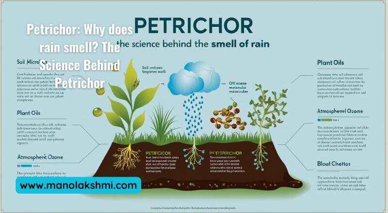 Petrichor Why does rain smell The Science Behind Petrichor