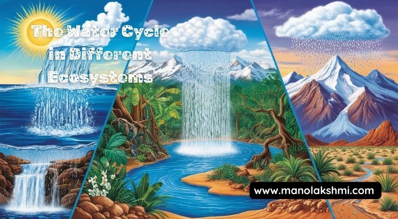 The Water Cycle in Different Ecosystems