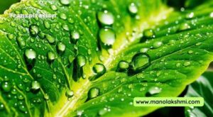 Transpiration