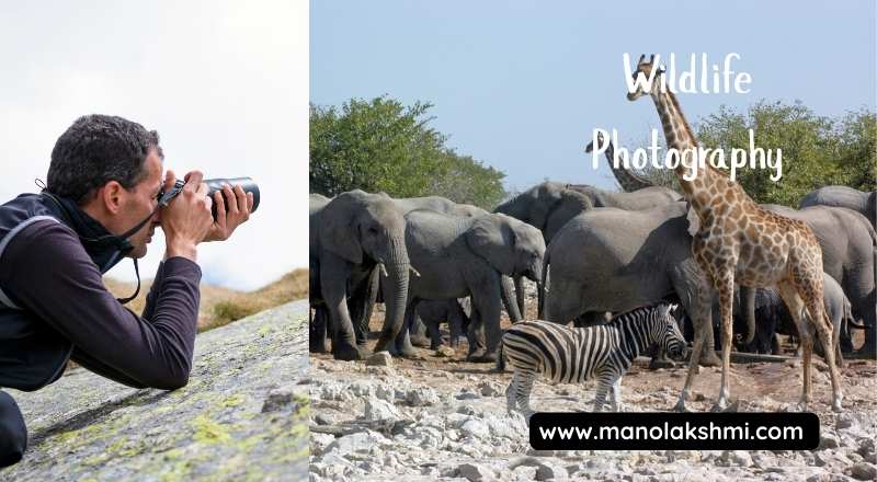 Wildlife Photography
