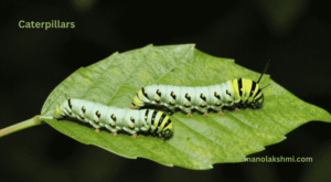 Caterpillars