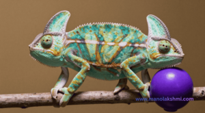 Do chameleons change color to match anything they touch? 