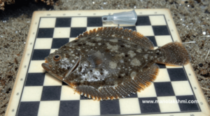 The Flounder