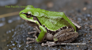 The Pacific tree frog 